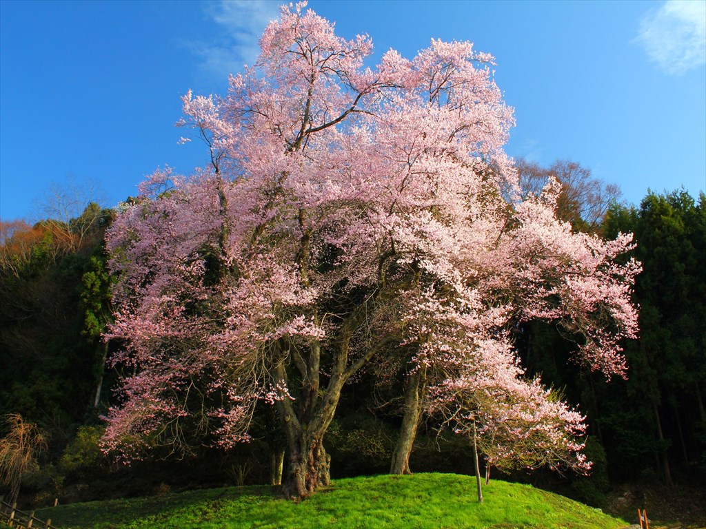 囲炉裏　桜の木 吉良のエドヒガン桜 | にし阿波コンテンツ | にし阿波～剣山・吉野川
